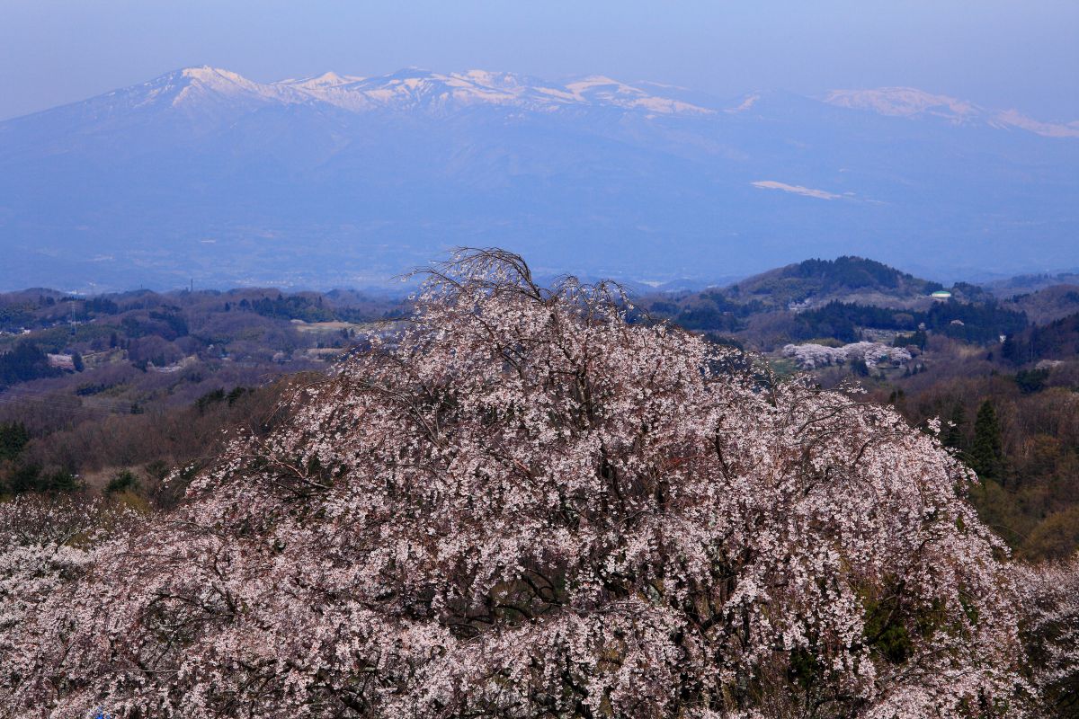 龍ヶ岳公園