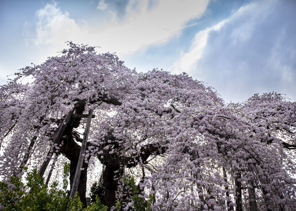 日輪寺の紅枝垂桜