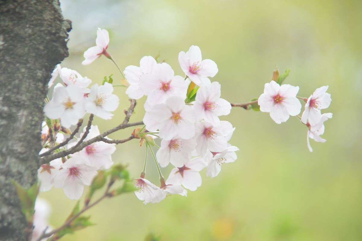 松ヶ岡公園（福島県）