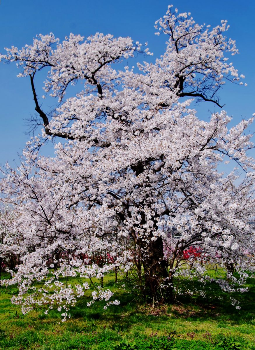 飯坂温泉 花ももの里