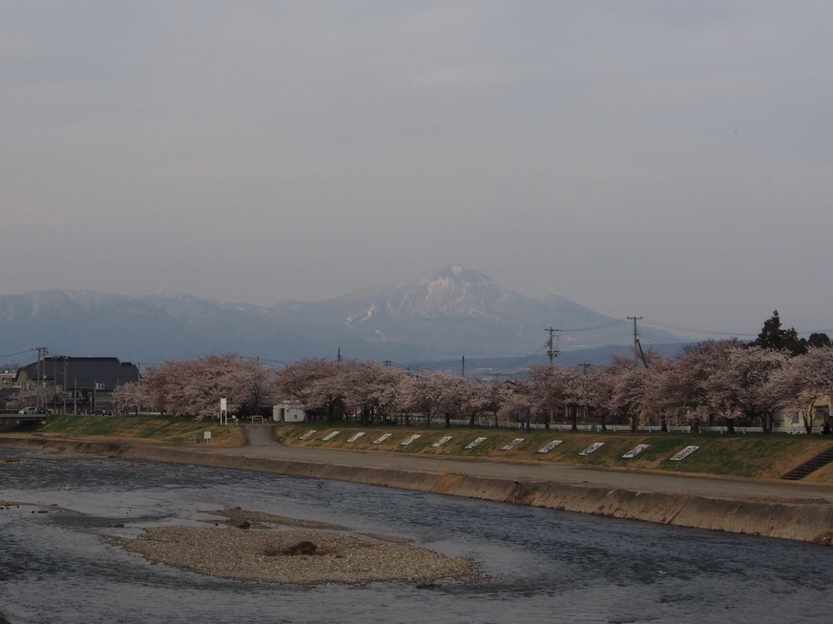 宮川千本桜