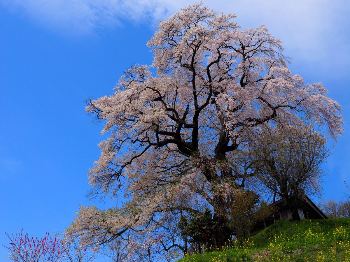 天神夫婦桜