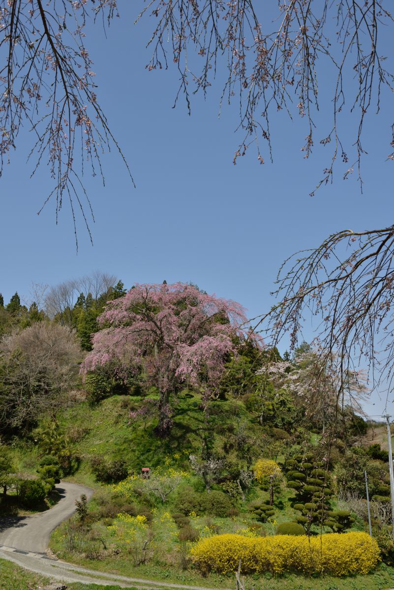 忠七桜