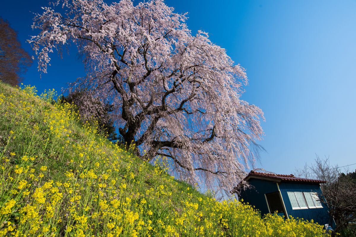 蛇盛塚のしだれ桜（福島県）