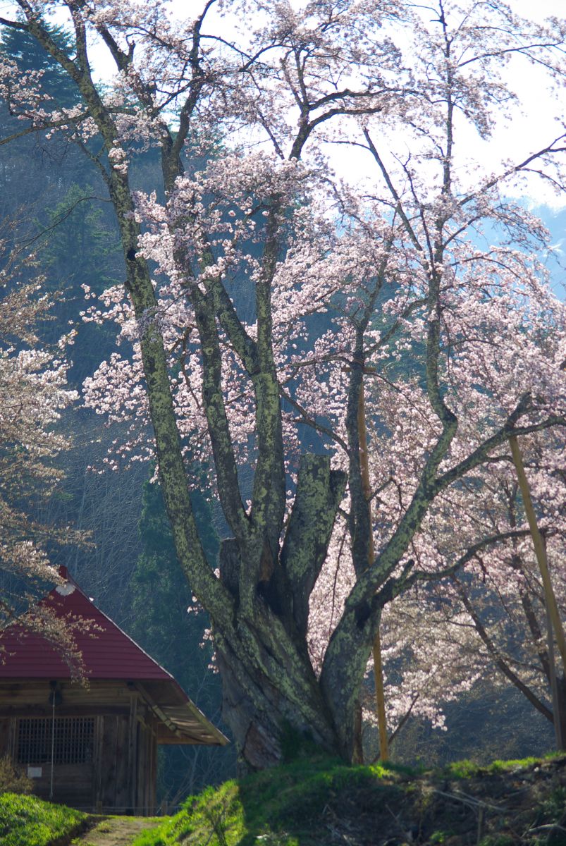 うえんでの桜