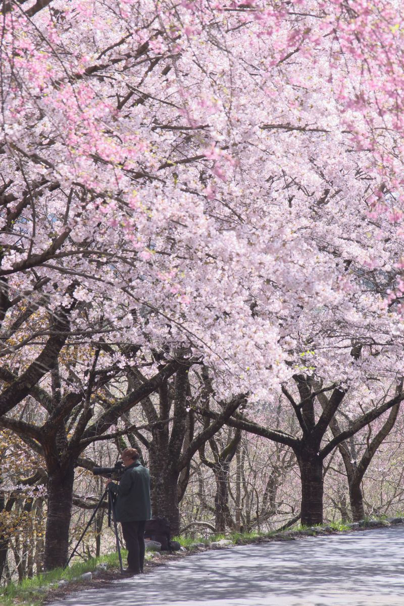 さくらの公園