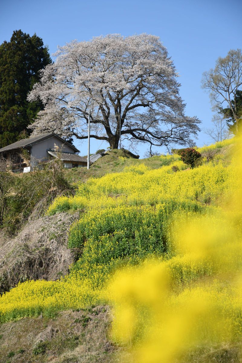 祭田のサクラ