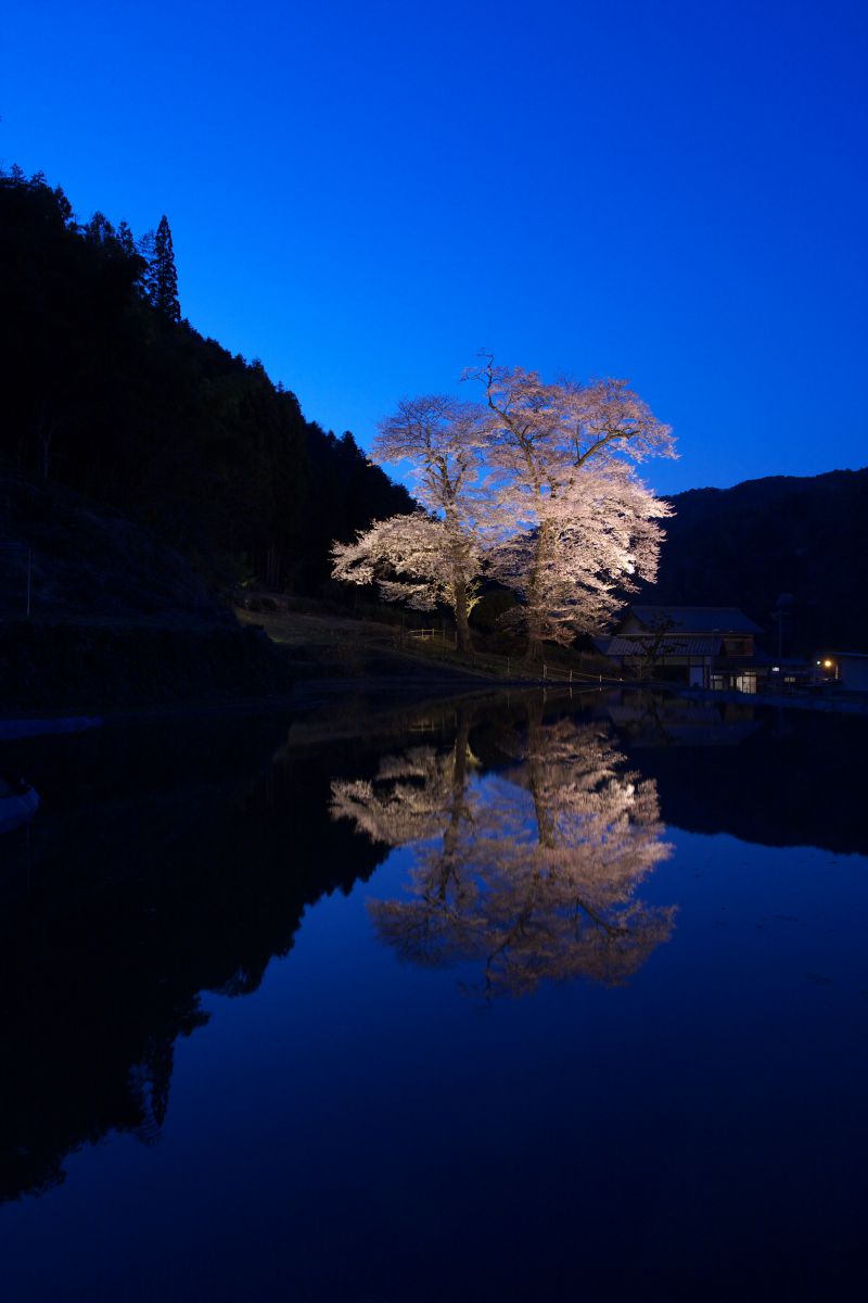 苗代桜