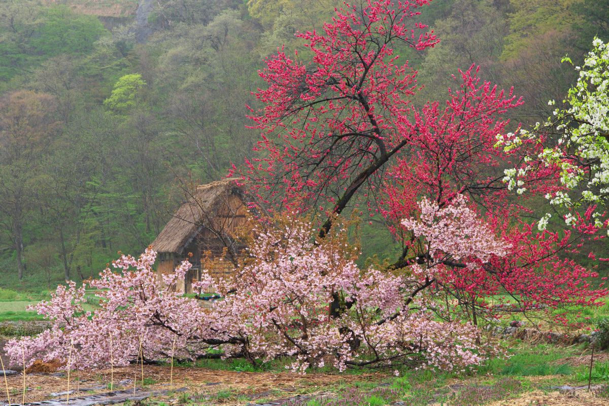 白川郷（岐阜県）