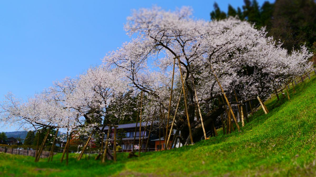 臥龍桜