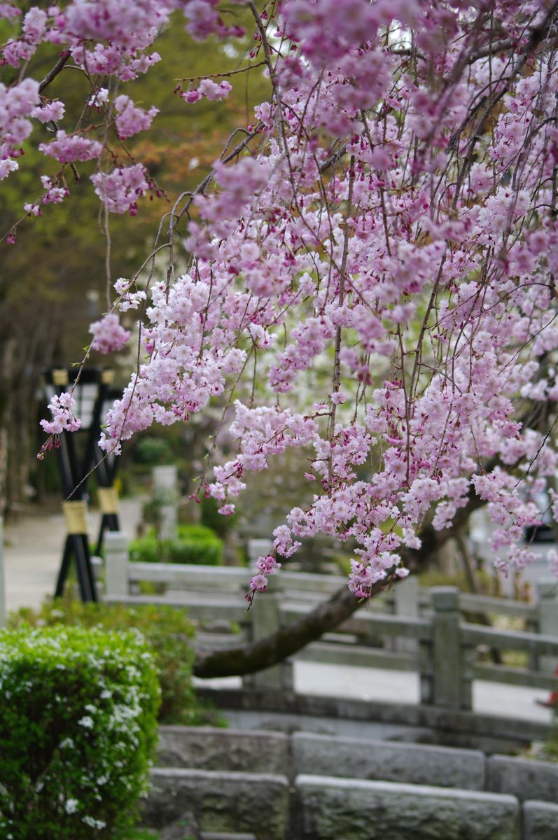 岐阜公園（岐阜県）