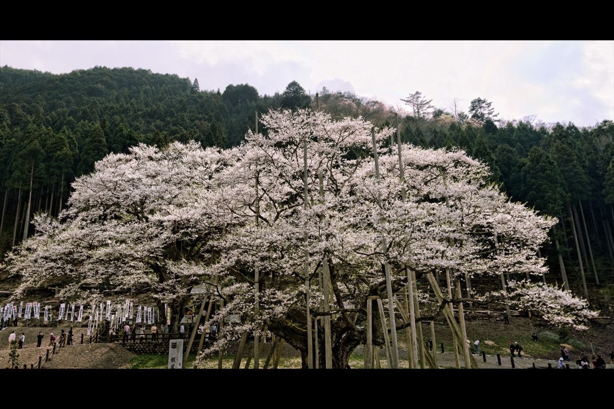 淡墨公園（淡墨桜）（岐阜県）