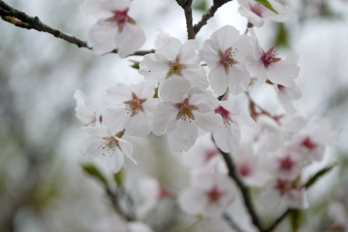 寺尾ヶ原千本桜公園