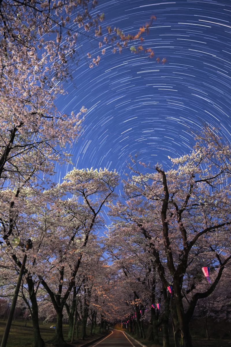 赤城南面千本桜