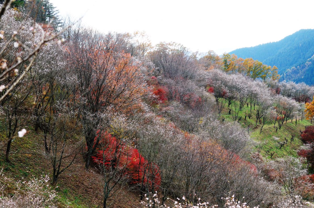 桜山公園（群馬県）