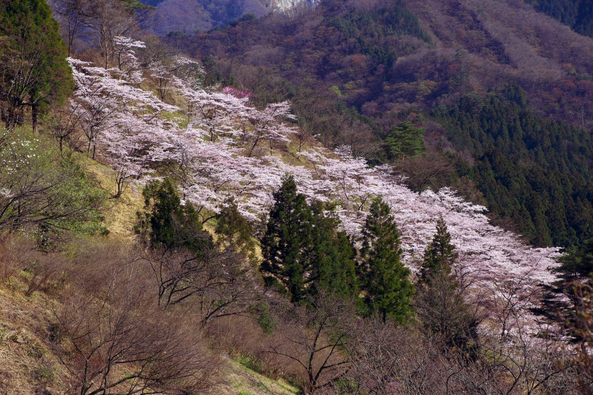 さくらの里（群馬県）