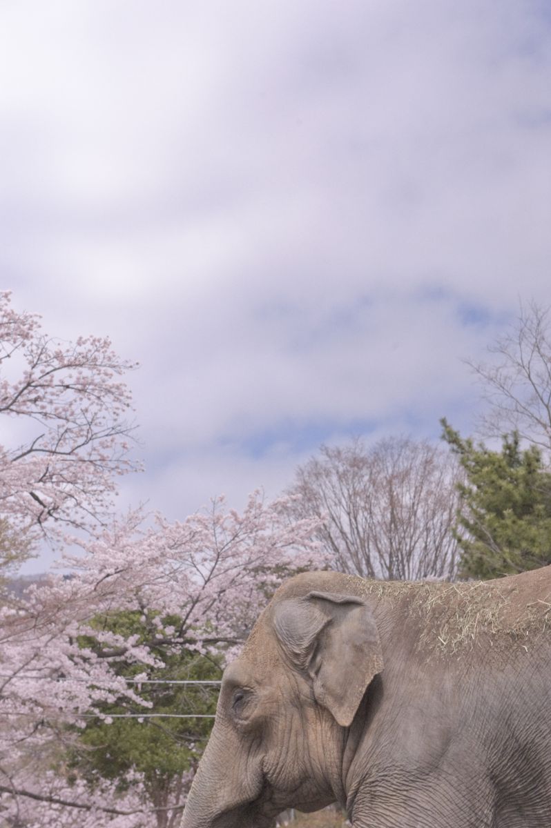 桐生が岡動物園（群馬県）