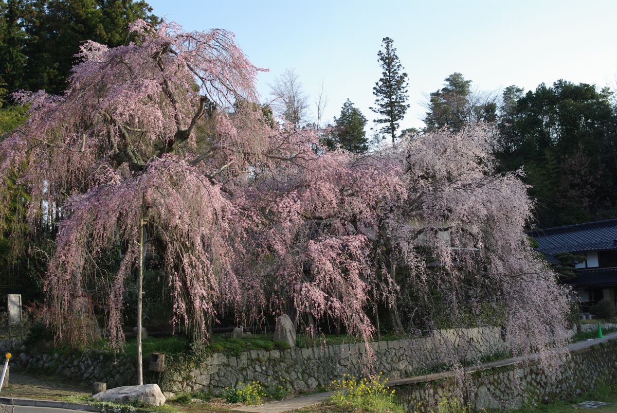 神原のシダレザクラ（広島県）