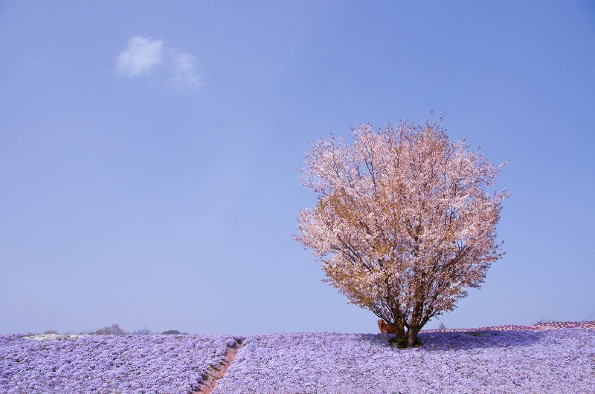 花夢の里 ロクタン