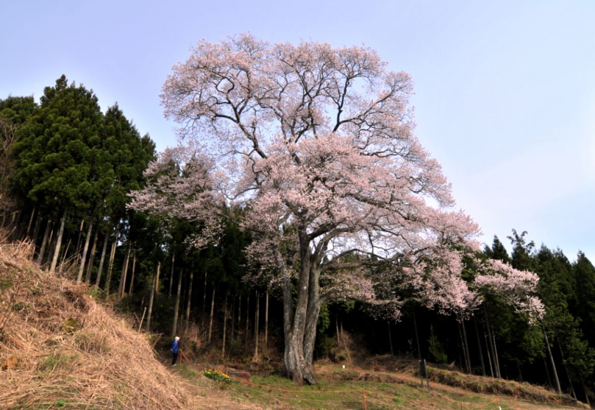 森湯谷のエドヒガン（広島県）