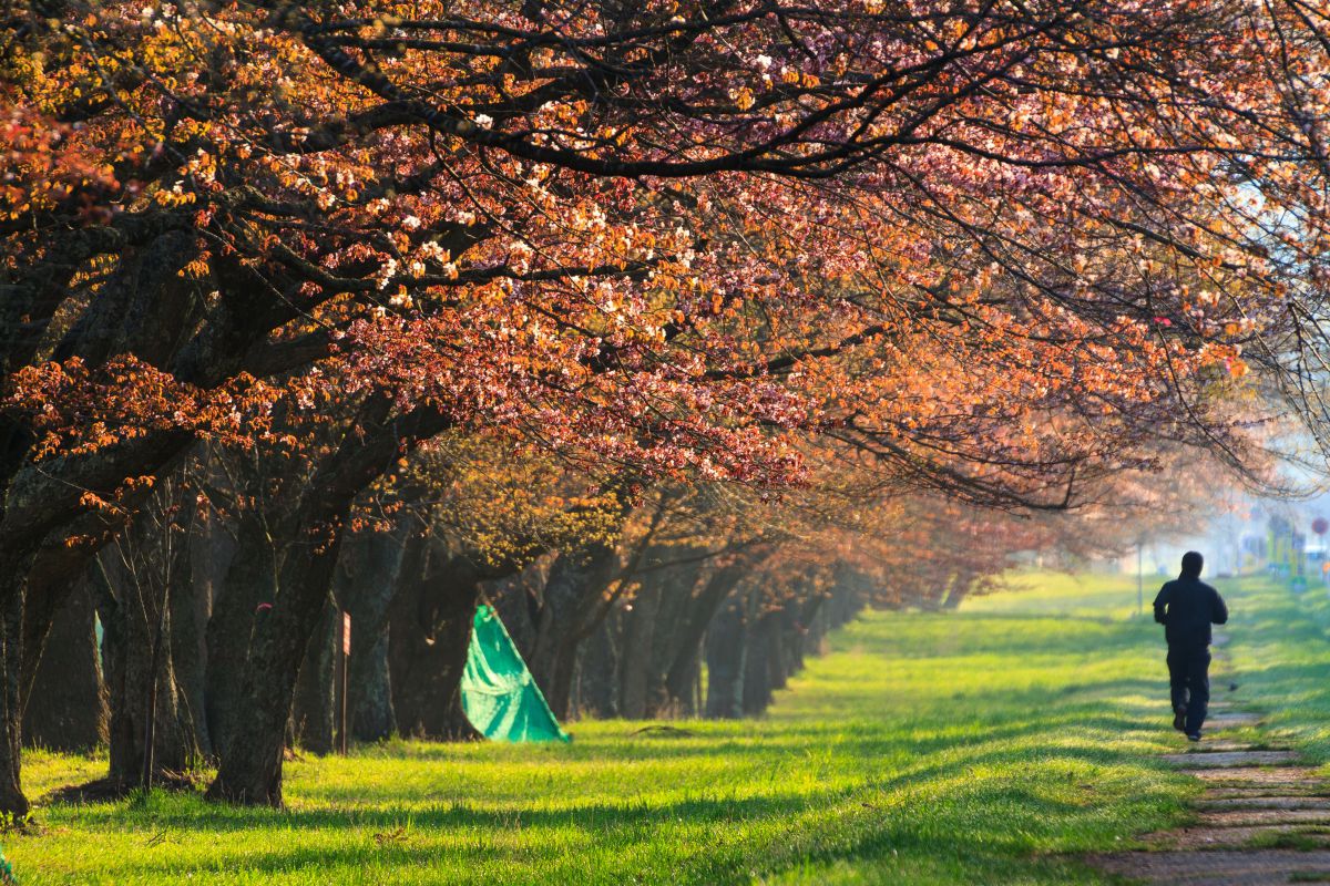 二十間道路（北海道）