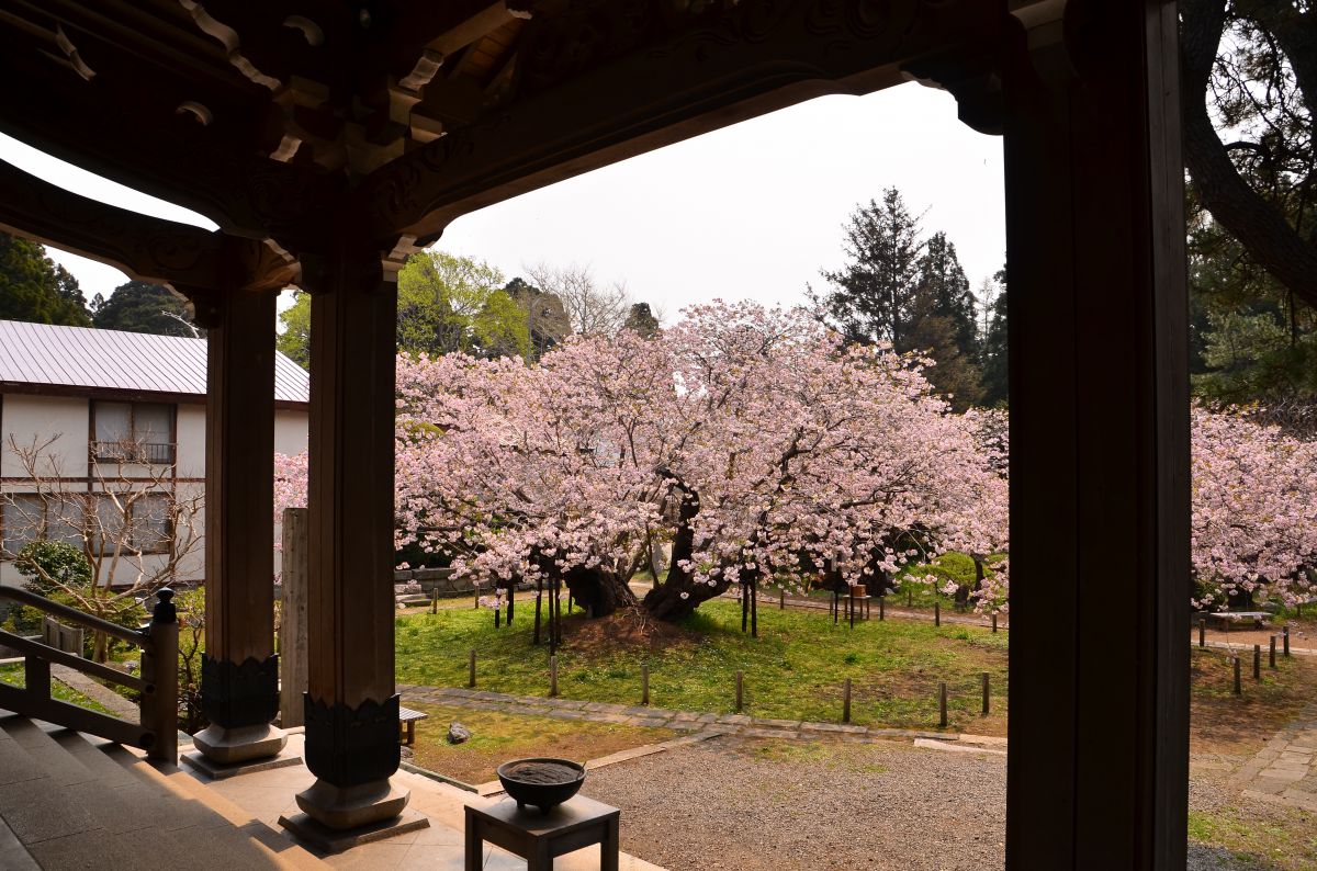 光善寺 血脈桜（北海道）