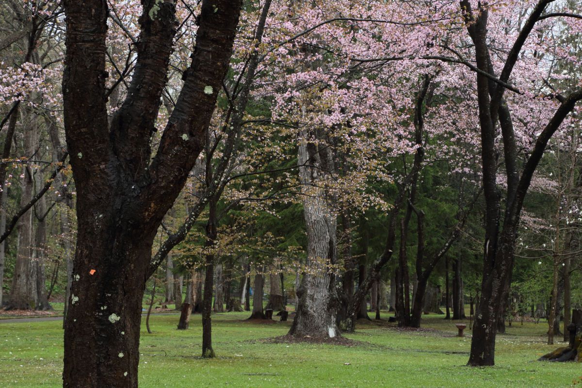 神楽岡公園