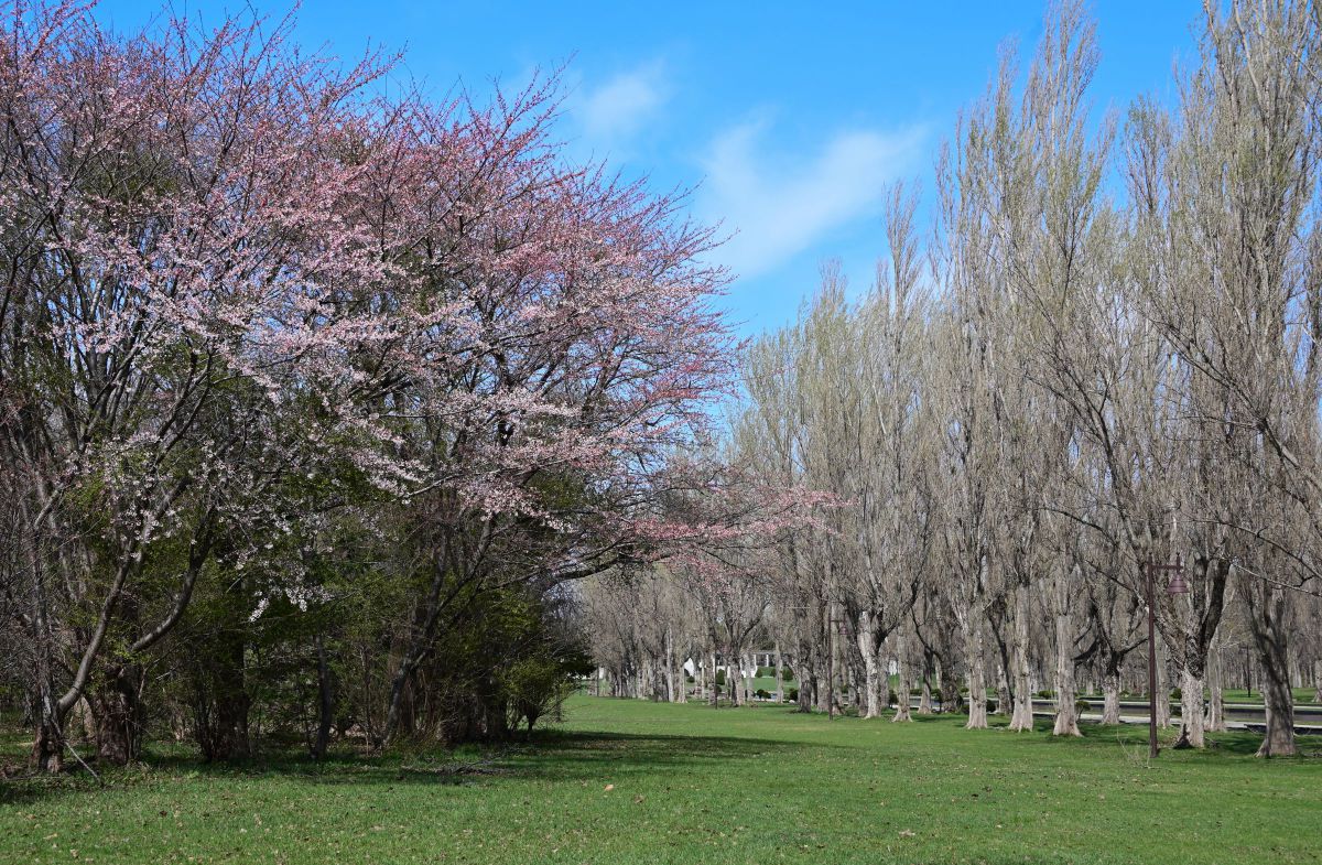 前田森林公園