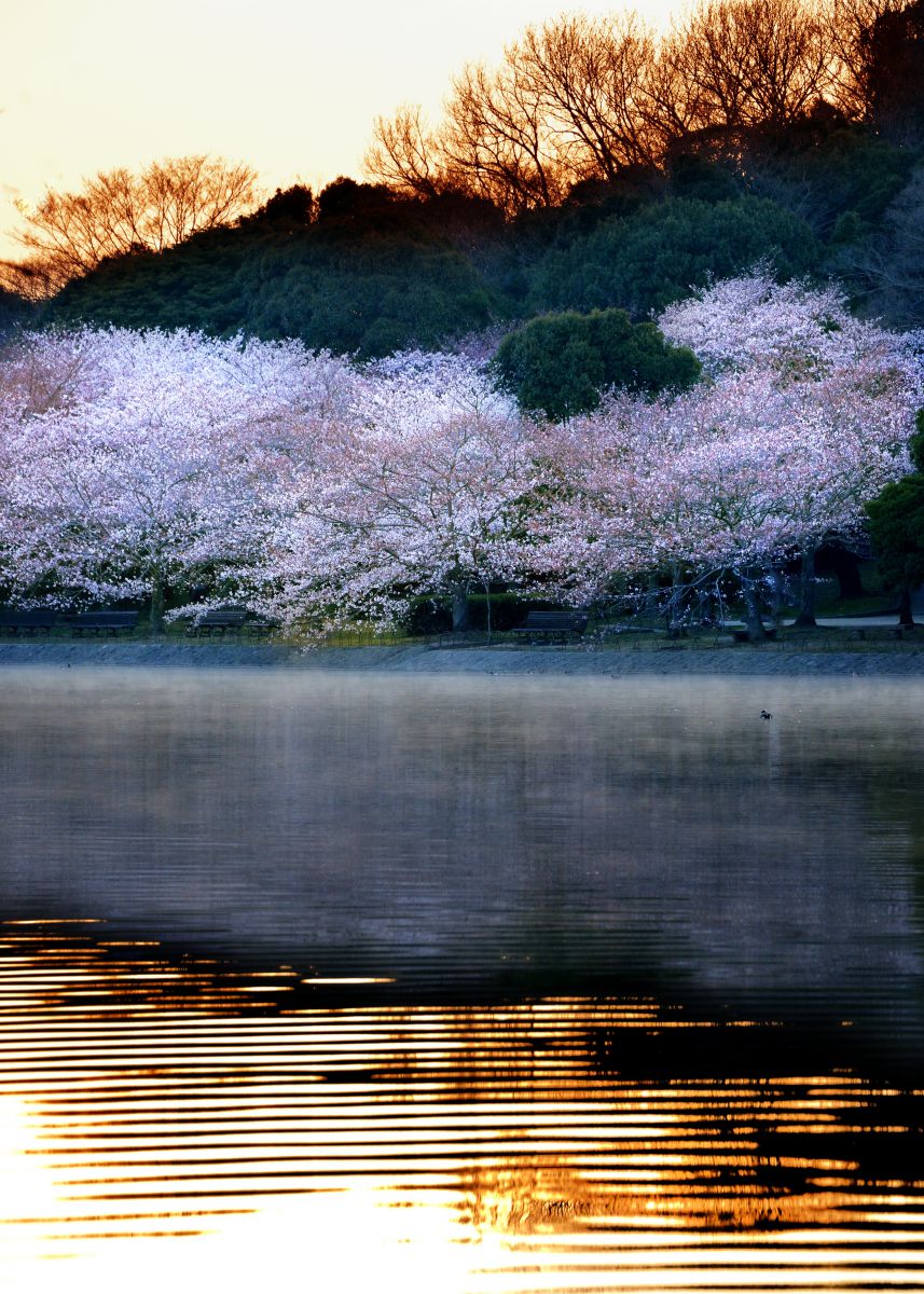 明石公園（兵庫県）