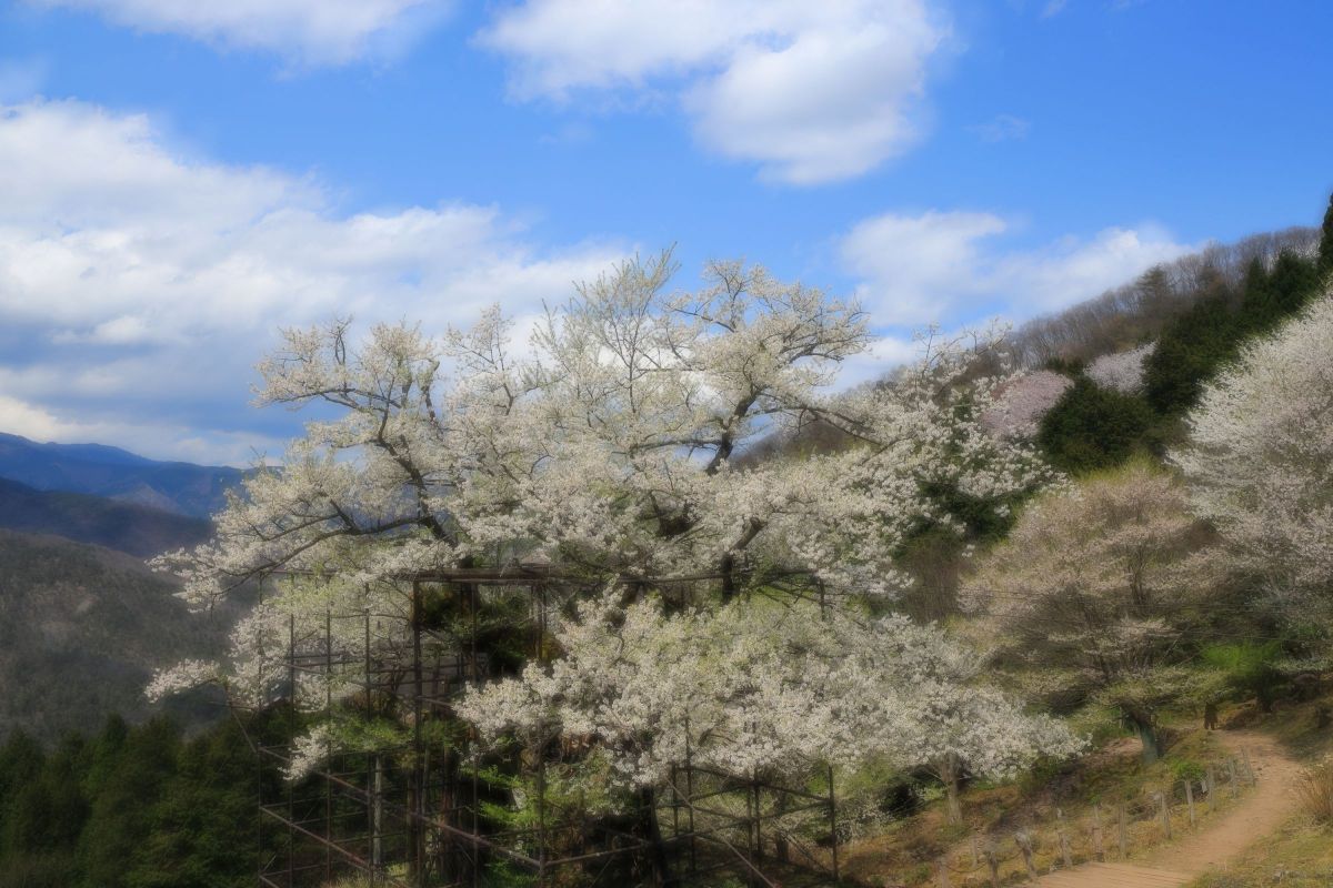 樽見の大桜