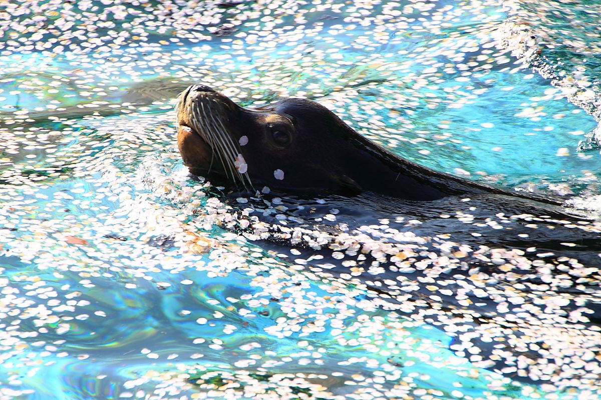 神戸市立王子動物園