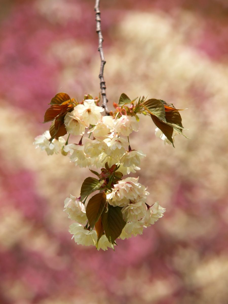 神河町　桜華園（兵庫県）