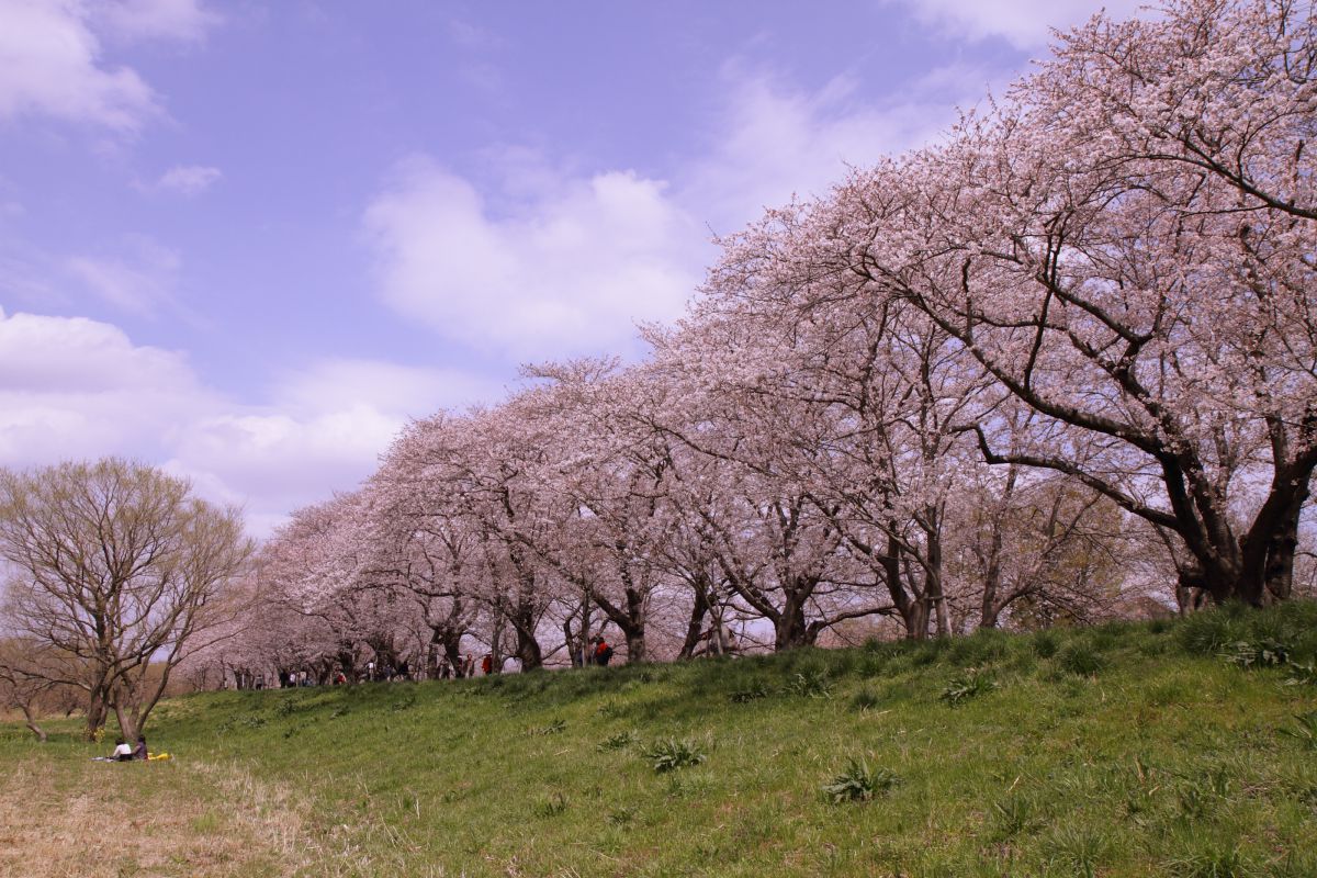 福岡堰（茨城県）