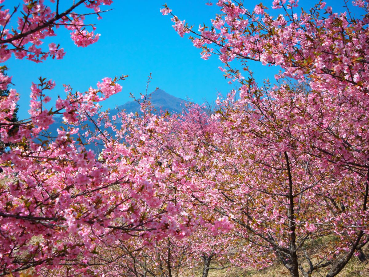 茨城県フラワーパーク（茨城県）