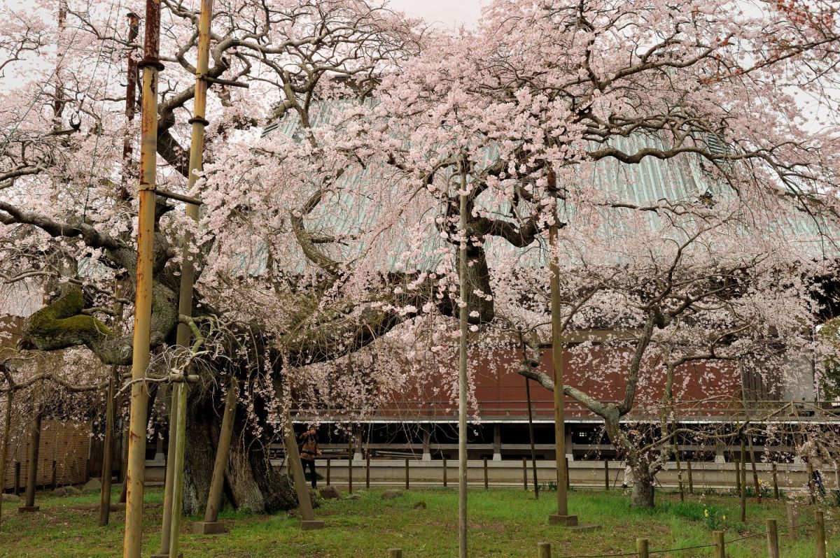 般若院