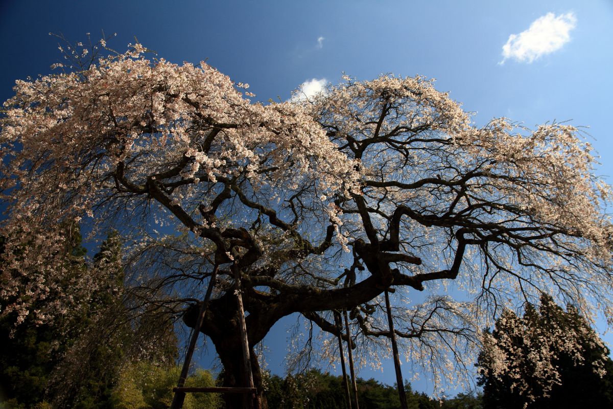 外大野のしだれ桜