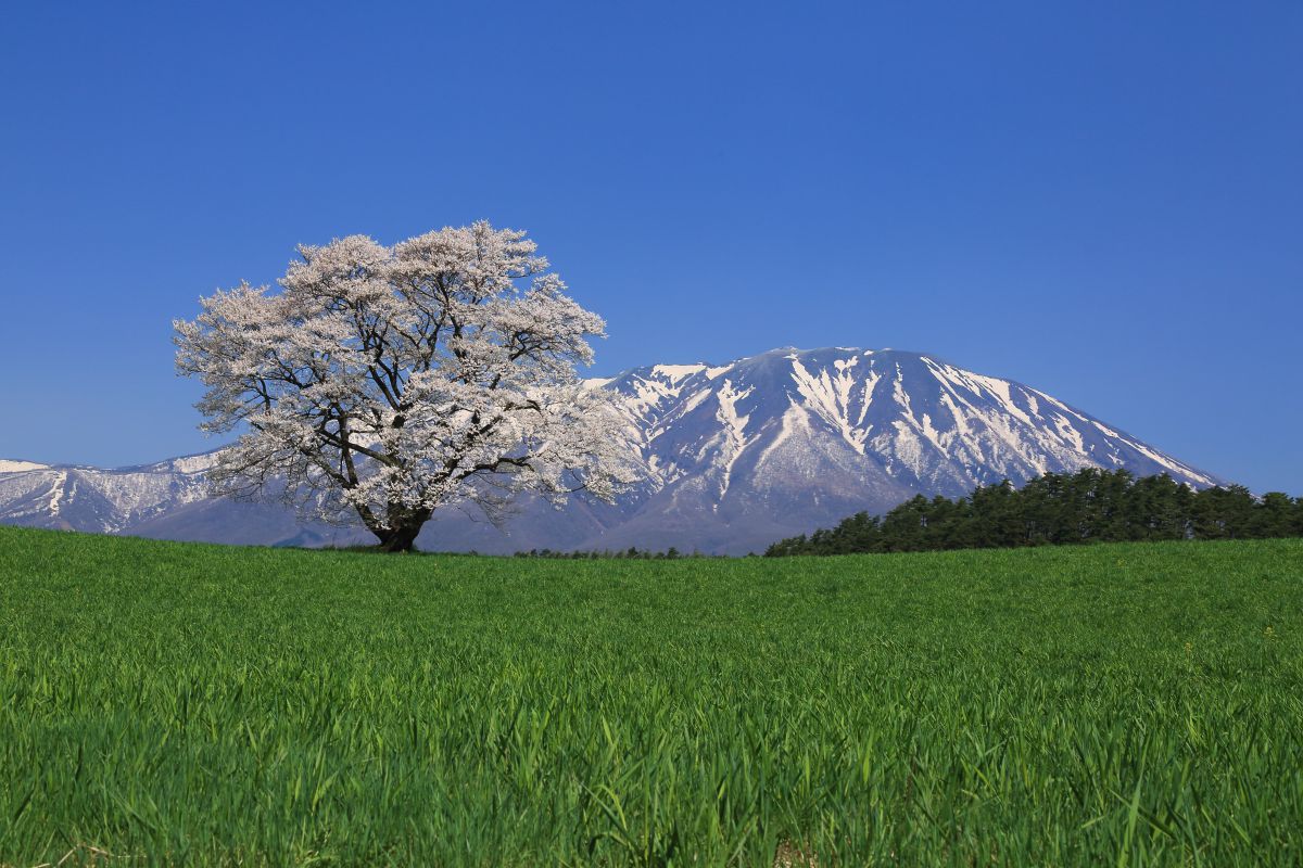 小岩井農場（岩手県）