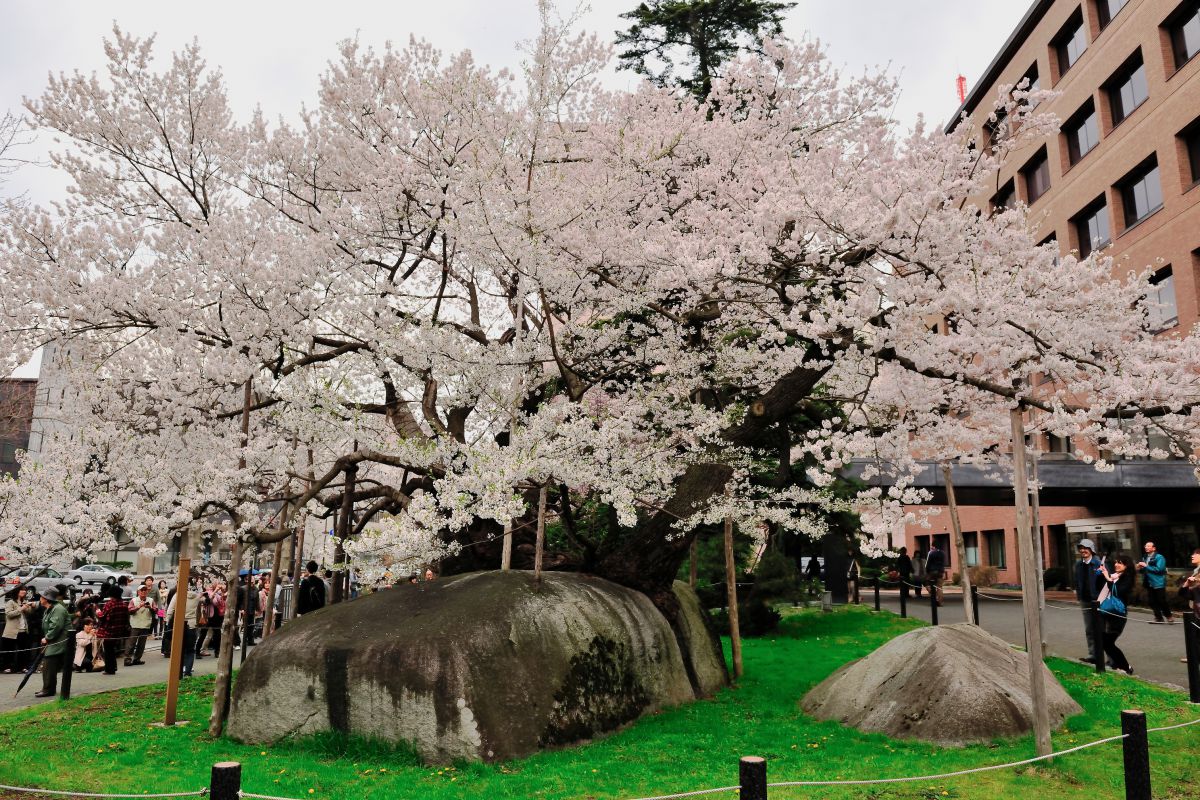 石割桜（岩手県）