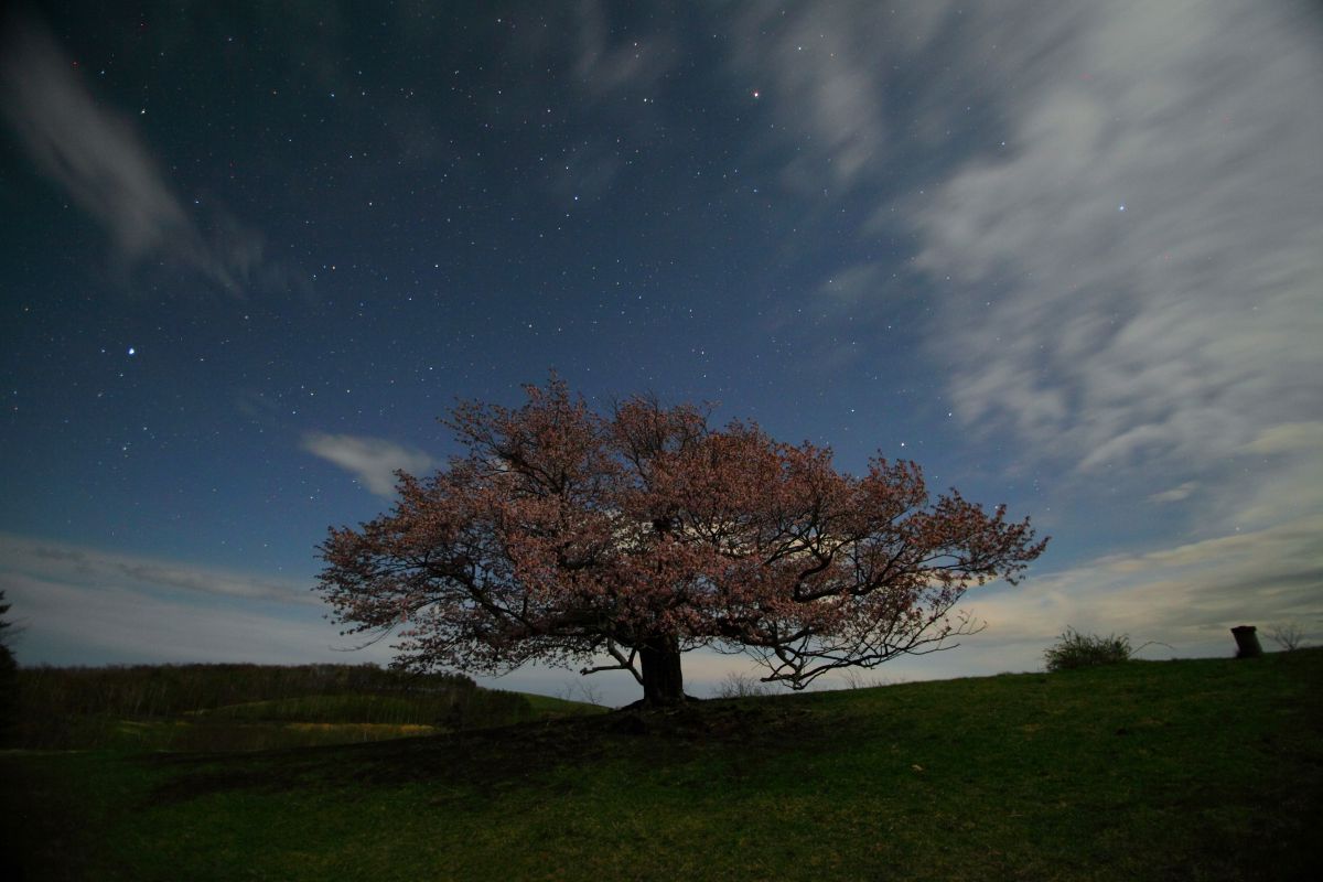 亀ヶ森の一本桜（岩手県）