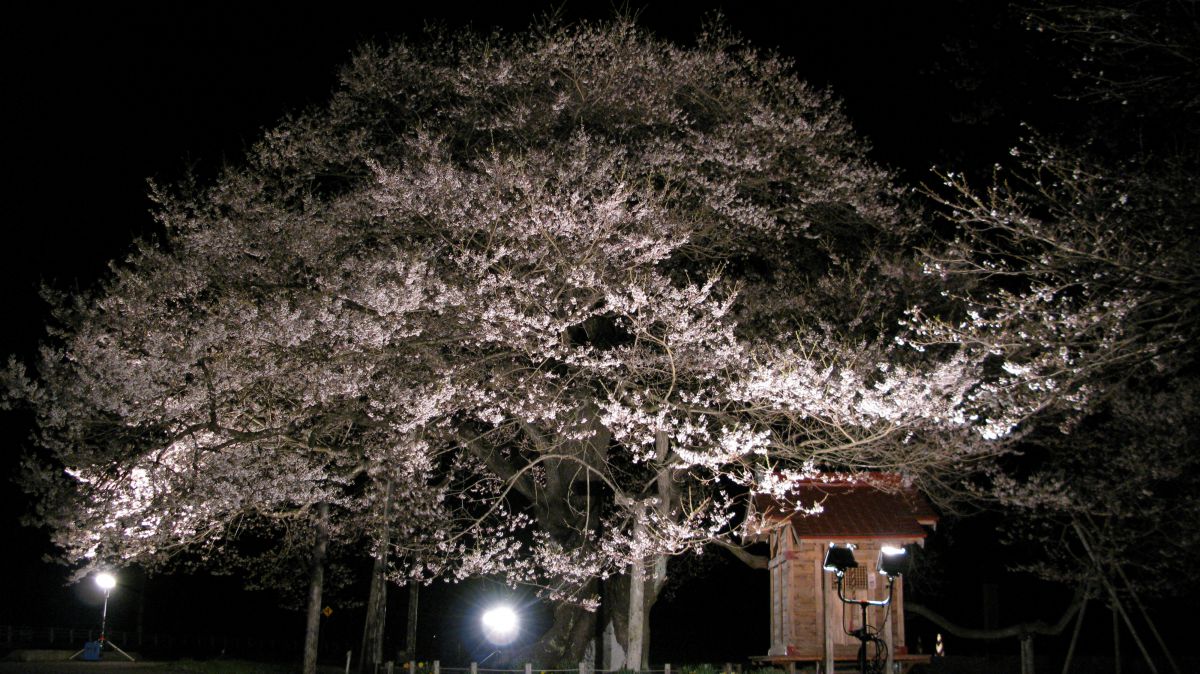 七ツ田の弘法桜