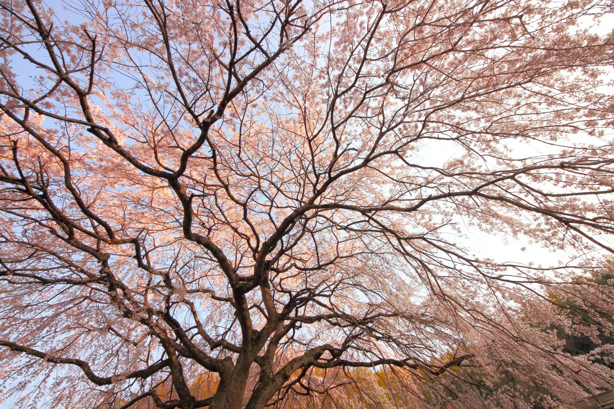 堀池のしだれ桜