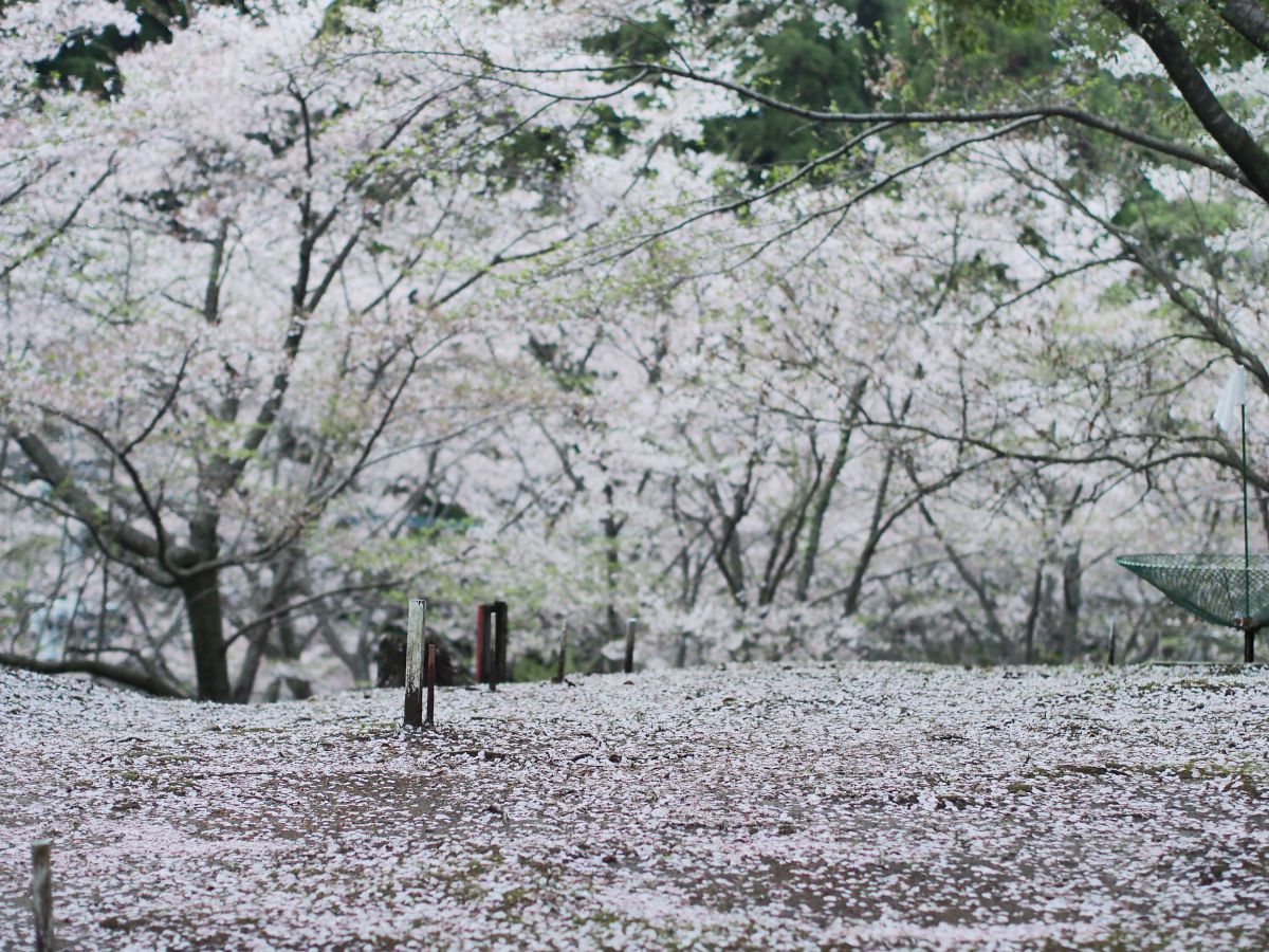 自然薬草の森（鹿児島県）