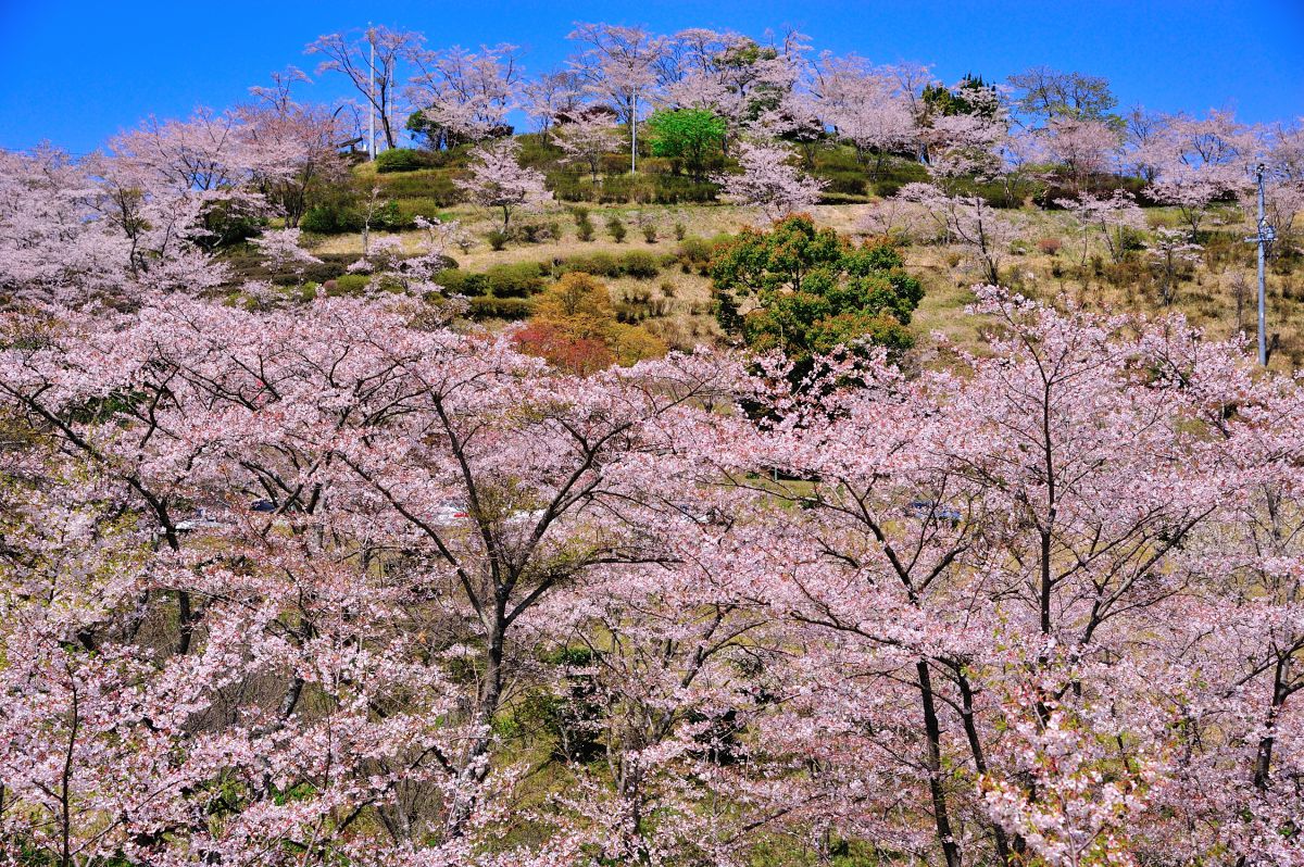 丸岡公園（鹿児島県）