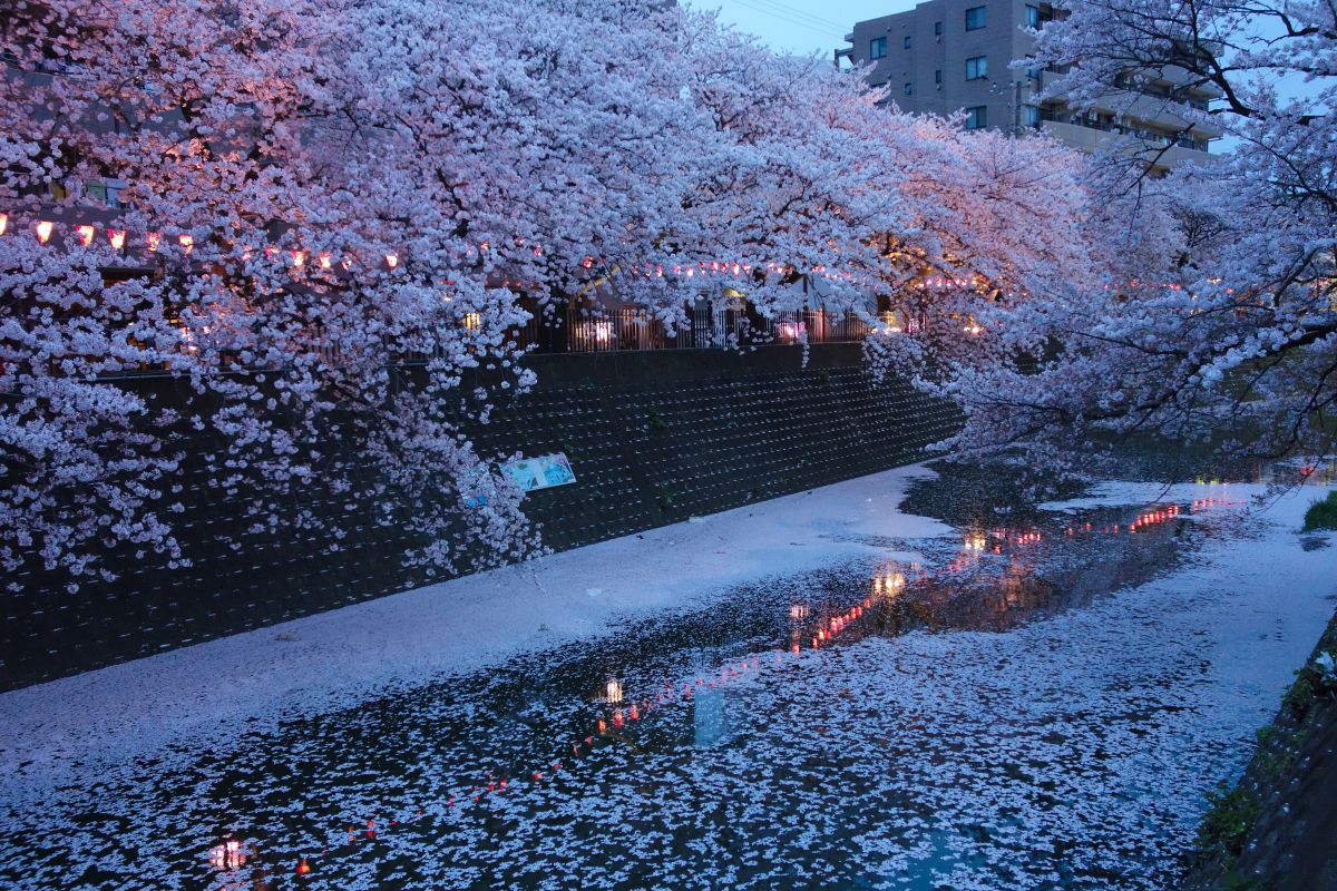 大岡川