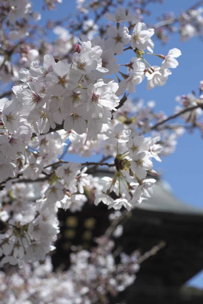 建長寺