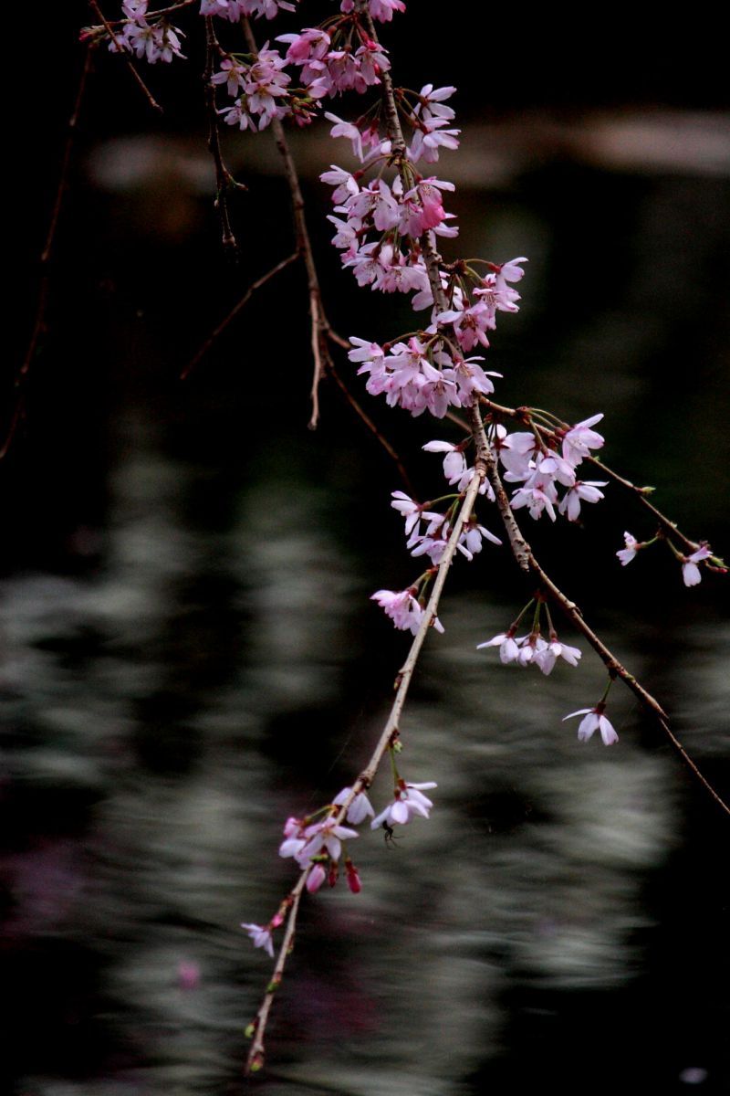 荒井城址公園