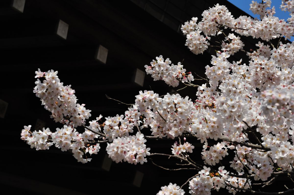 報国寺（神奈川県）