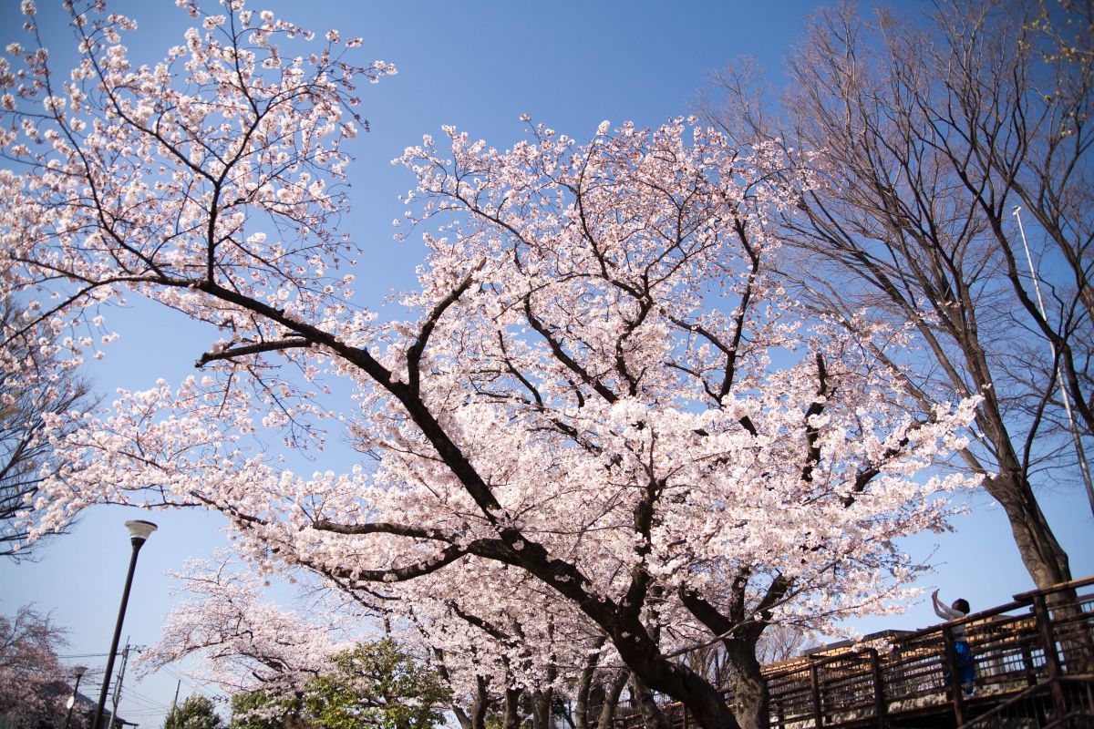 野毛山公園（神奈川県）