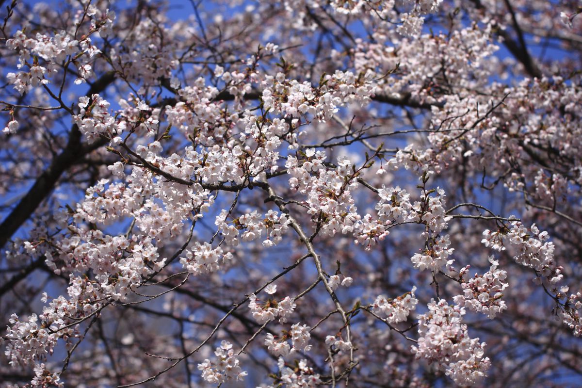 弘法山公園（神奈川県）