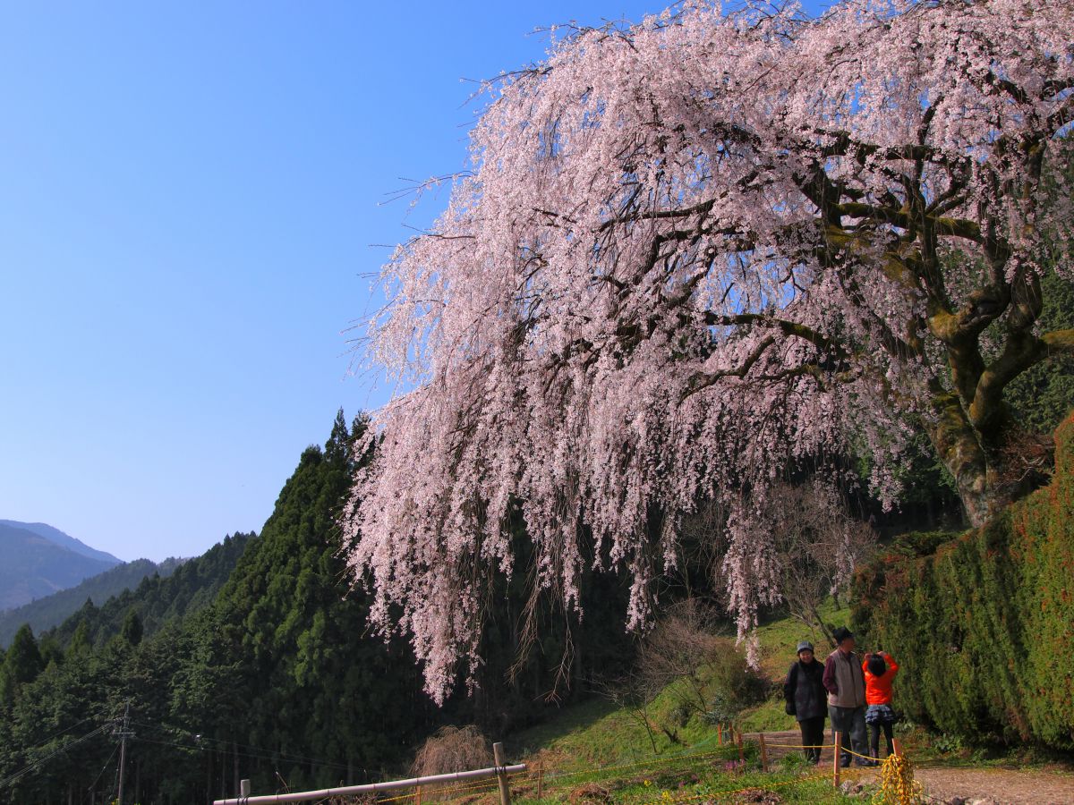 中越家のしだれ桜